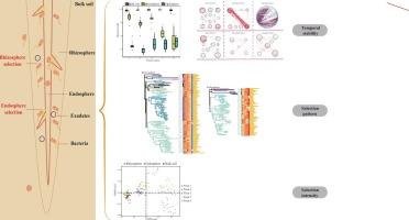 Differences in temporal patterns of bacterial community assembly between soybean rhizosphere and endosphere
