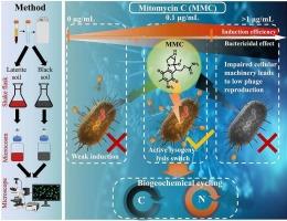 Mitomycin C-induced prophage activation for exploring the Lysogeny-lysis functional dynamics in situ