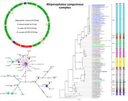 Are there 16 species of brown dog ticks? Phylogenies from 60 entire mitochondrial genomes and 162 cox1 sequences reveal 16 species-level clades in the Rhipicephalus (Rhipicephalus) sanguineus group☆☆