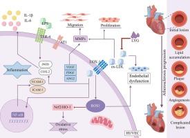 Mechanism of tilapia skin antioxidant pentapeptide on atherosclerosis: Inhibition of angiogenesis and oxidative stress