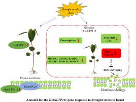 A non-specific lipid transfer protein gene HcnsLTP111 positively regulates drought and salt stress tolerance in kenaf (Hibiscus cannabinus L.)