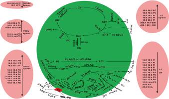 Comparative profiling of splenic phospholipid and sphingolipid during acute infection