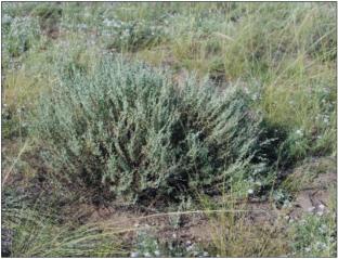 Ecological–Cenotic, Chemosystematic, and Pharmacognostic Features of Wormwood from the Species Artemisia Obtusiloba Ledeb. in Southern Siberia