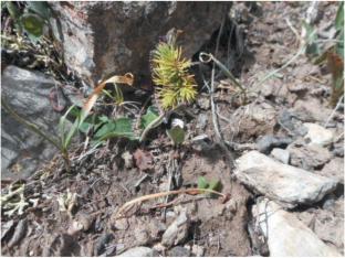 Raising of the Upper Boundary of Picea schrenkiana on the Moldo-Too Ridge Due to Climate Changes