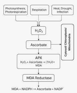 Protein networks: integrating pathways for plant heat stress adaptation