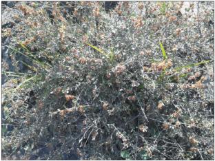 Analysis of the Flora of Communities with Atraphaxis Daghestanica (Lovelius) Lovelius (Polygonaceae) in Arid Conditions of the Eastern Caucasus