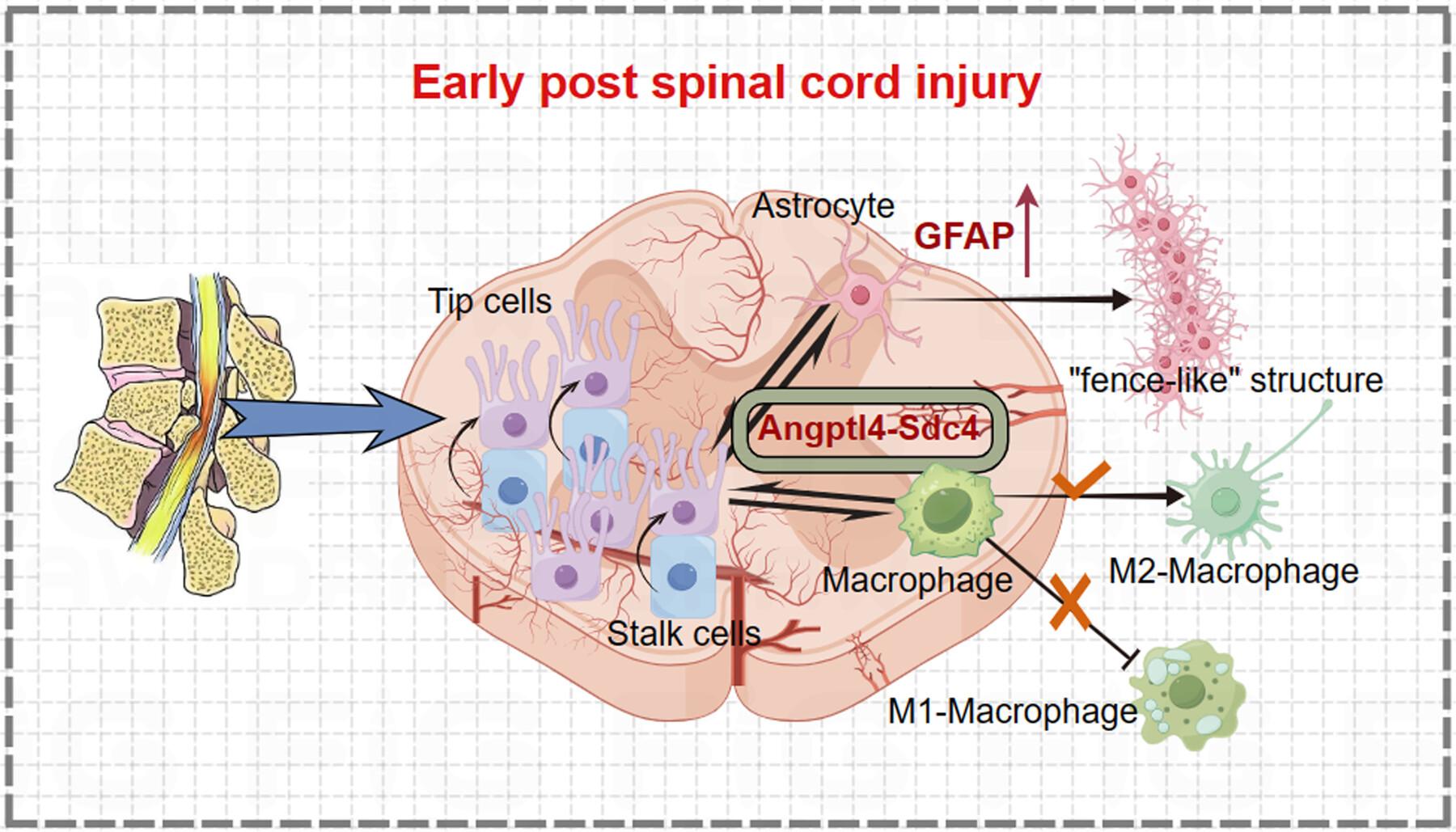 Single-Cell Sequencing-Based Exploration of the Role of Tip Cells on Astrocytes and Macrophages After Spinal Cord Injury