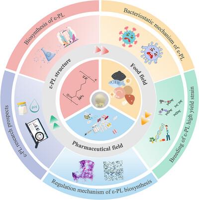 Advances in ε-Poly-Lysine Biosynthesis, Selection of High-Yielding Strains and Regulatory Mechanisms