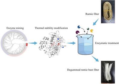 Characterization, Modification, and Preliminary Application of a Novel Pectate Lyase from Paenibacillus tarimensis in Ramie Degumming