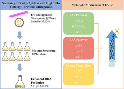 UV Mutagenesis Enhances DHA Biosynthesis in Schizochytrium sp. via Metabolic Reprogramming