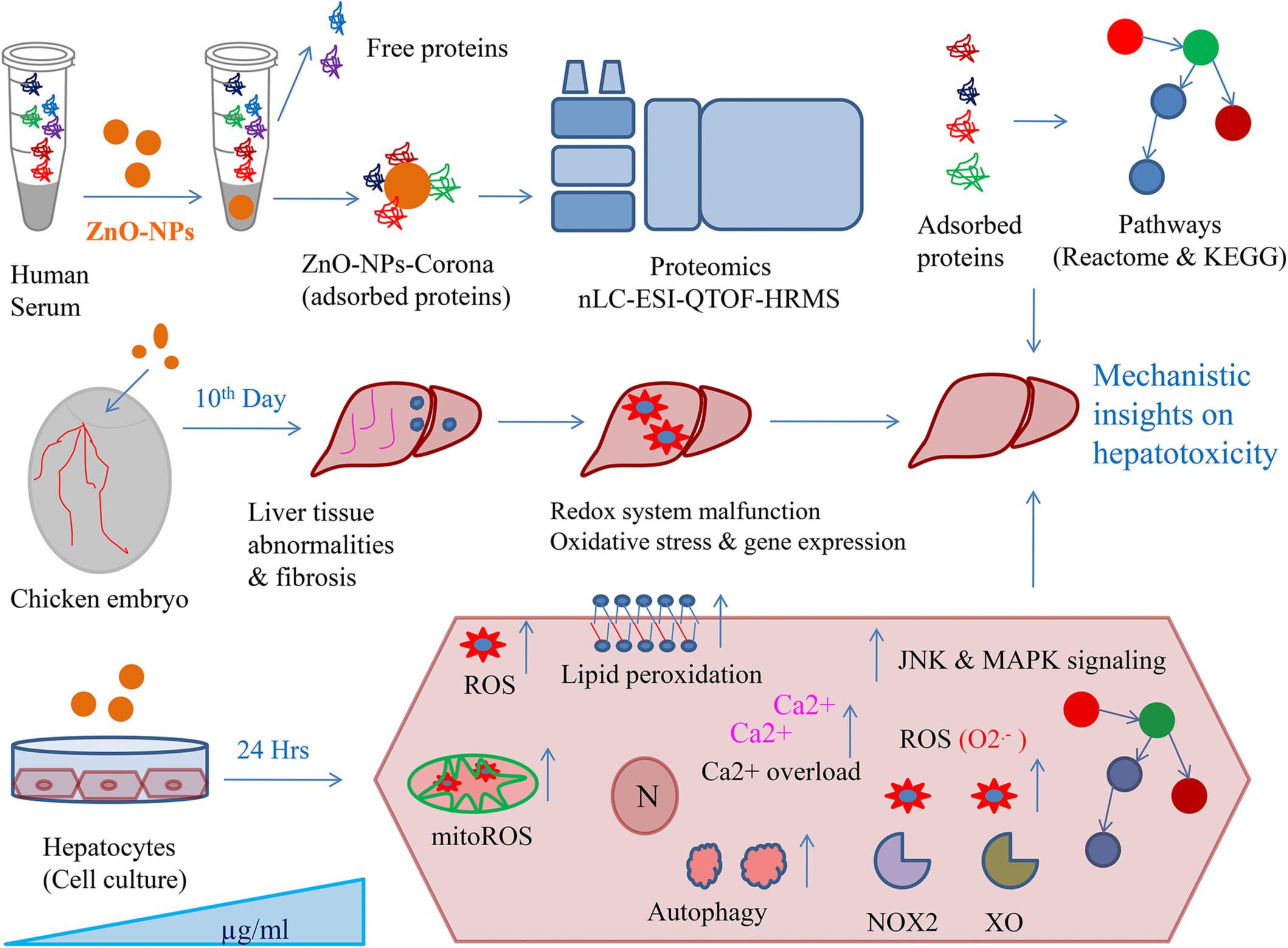 ZnO Nanoparticles Interacts With Unique Serum Proteins and Induce Stress Signaling During Hepatoxicity - A Proteomics and Molecular Pathways Study