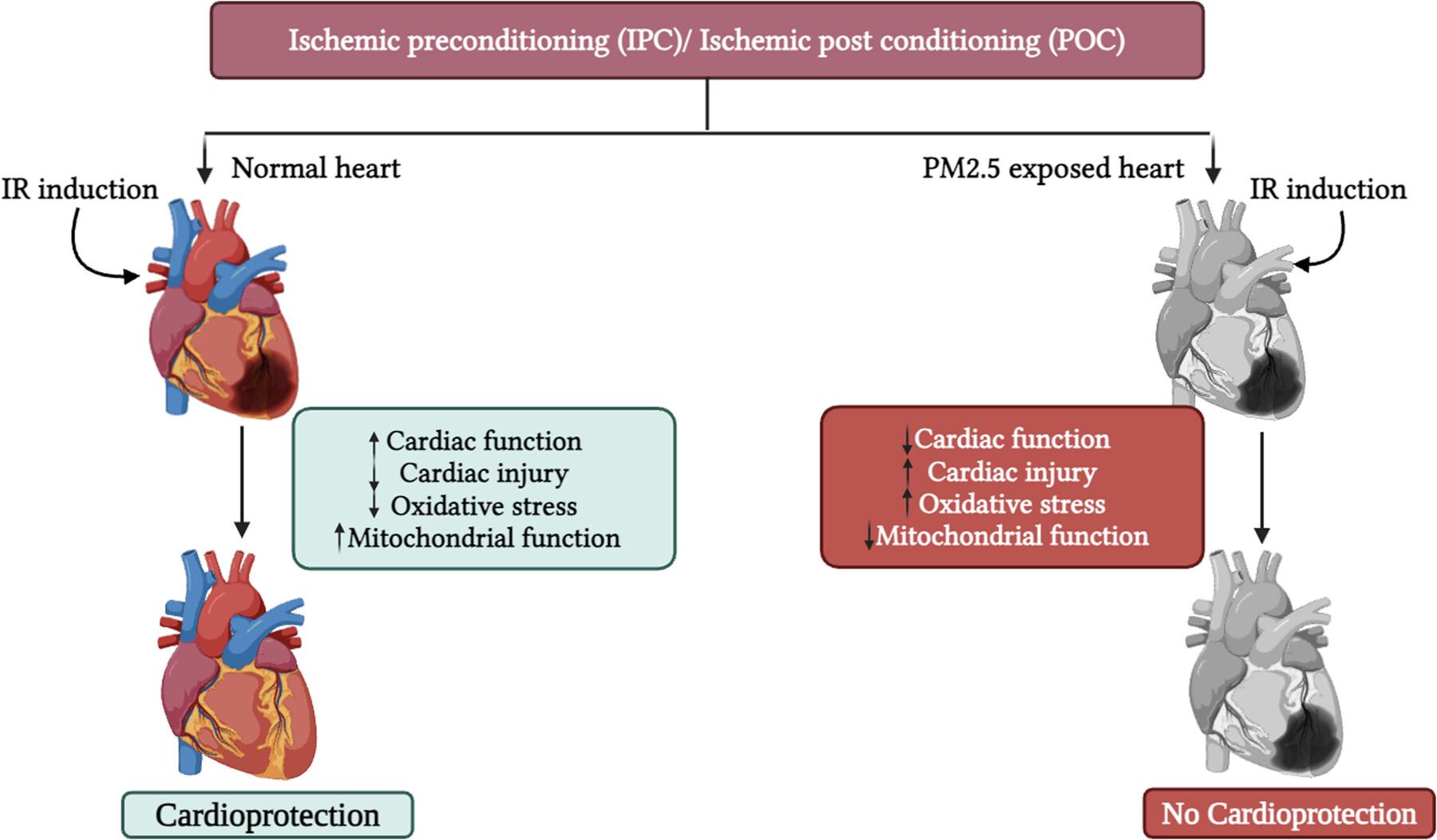 Pre-Conditioning and Post-Conditioning of Ischemia Reperfused Rat Hearts: Sustained Protection in Normal Hearts; Ineffective in PM2.5 Exposed Hearts Due to Toxicity
