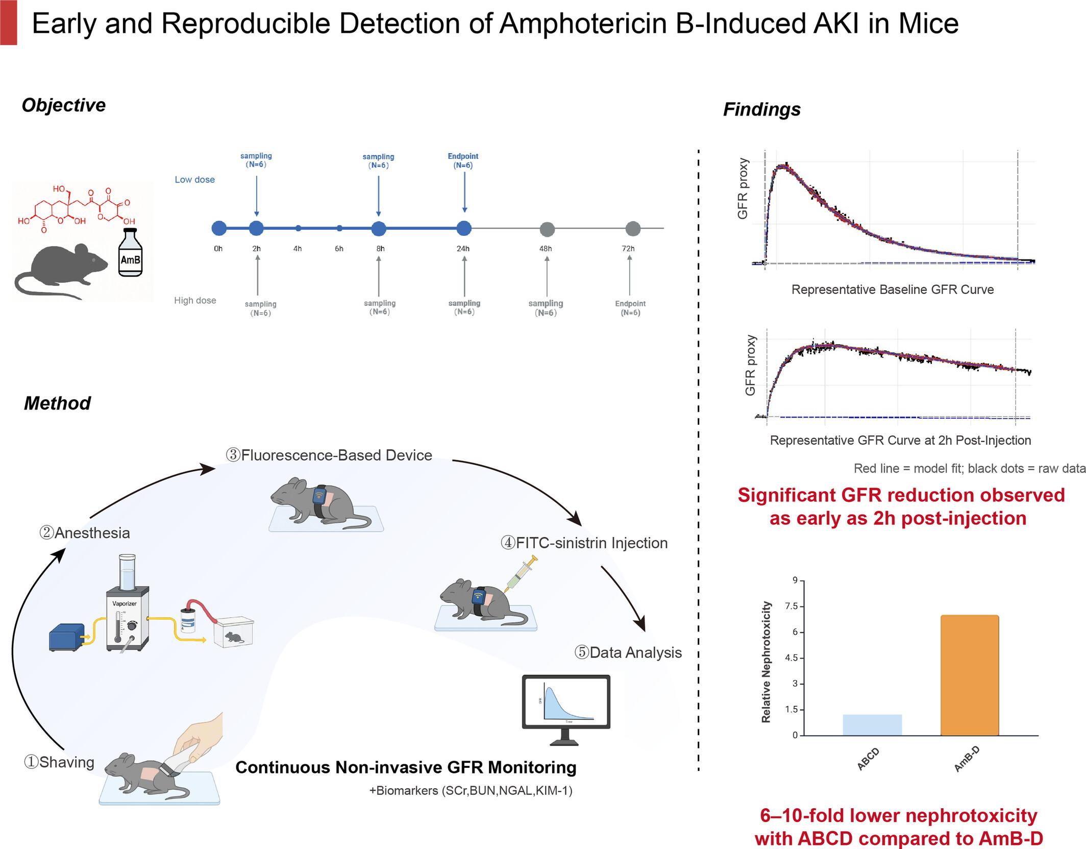 Early and Stable Mouse Model of Amphotericin B-Induced Acute Kidney Injury: Application of Continuous Non-Invasive GFR Monitoring