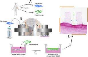 Simple method for the production of rete ridges in human dermo-epidermal skin substitutes