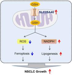 SLC25A40 promotes NSCLC growth by enhancing NADPH-mediated lipid synthesis and suppressing ROS accumulation-induced ferroptosis
