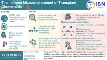 The Immune Microenvironment of Transplant Glomerulitis