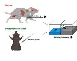 The potential contribution of light-intensity exercise-induced miR-486a-3p secretion on enhancing empathic behavior in mice: Possible involvement of brown adipose tissue