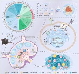 Cascade-targeted delivery platform enhances antigen cross-presentation and STING activation for durable cellular immunity