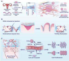 Microfluidic chip-integrated vascularized endometrial complexes: Mitochondrial function and paracrine crosstalk enhance regenerative potential