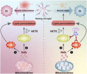 KNC nanozyme repairs hypoxia ischemia brain damage through ALOX12 mediated lipid peroxidation inhibition