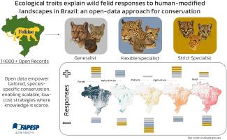 Ecological traits explain wild felid responses to human-modified landscapes in Brazil: An open-data approach for conservation