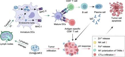 MgZnFe-layered double hydroxides as a dual-function platform for enhancing subunit vaccine efficacy in tumor immunotherapy