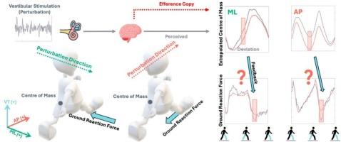 Contribution of vestibular afference to estimation of centre of mass state for stabilization of walking differs between anteroposterior and mediolateral directions
