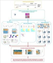 Quyu Huazhuo Decoction alleviates non-Alcoholic steatohepatitis via remodeling the gut microbiota and regulating bile acid and short-chain fatty acid metabolism