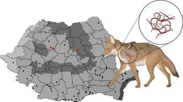 Golden jackals (Canis aureus) as novel hosts for Angiostrongylus vasorum in Romania