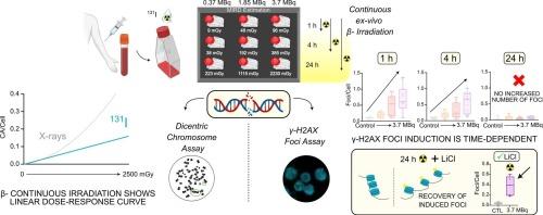 Continuous β− particle exposure: A study of DNA damage in ex vivo peripheral blood mononuclear cells irradiation with Radioiodine
