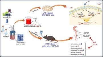 Propionic acid-rich fermented blueberry supernatant improves DSS-induced colitis symptoms by regulating inflammatory pathways
