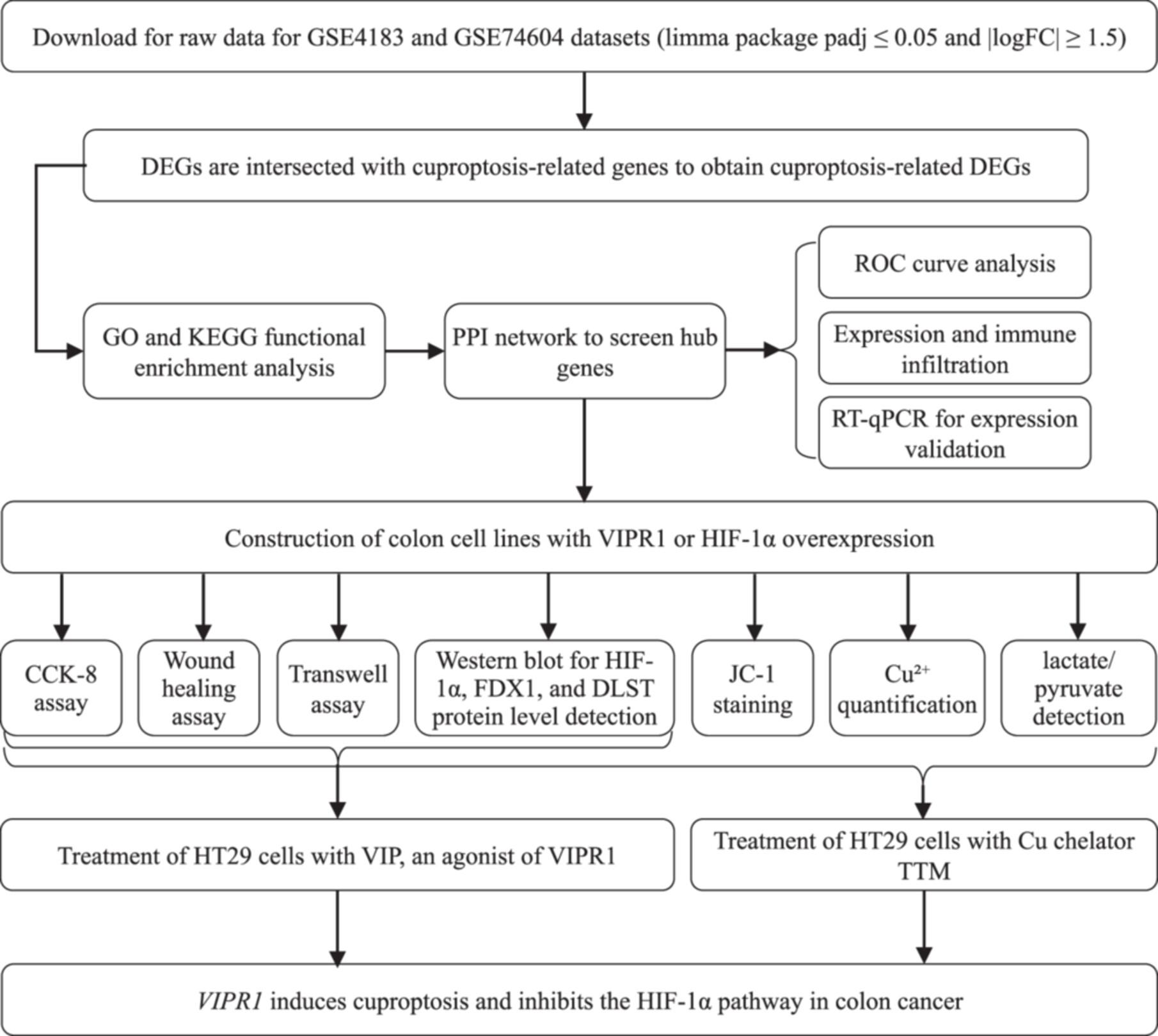 VIPR1 induces cuproptosis and inhibits the HIF-1α pathway in colon cancer