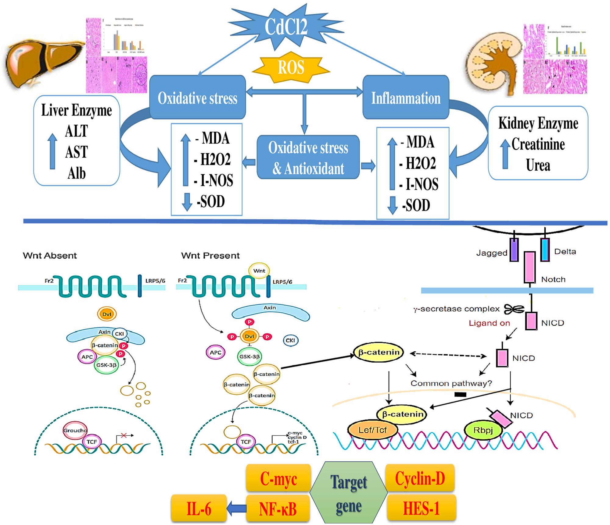 “Modulating Cadmium Chloride-Induced Hepatorenal Damage: Interplay of Trans-Resveratrol and Gamma Irradiation on Wnt/β-Catenin/NOTCH and NF-κB Signaling Axes”