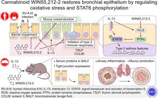 Cannabinoid WIN55,212-2 restores bronchial epithelium by regulating oxidative stress and STAT6 phosphorylation