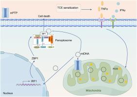 MPTP controls the release of mtDNA and induces endothelial cell PANoptosis in trichloroethylene-induced immune kidney injury