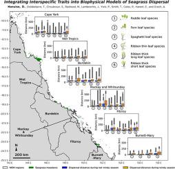 Integrating interspecific traits into biophysical models of seagrass dispersal
