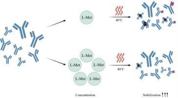 High-concentration L-methionine as a potent antioxidant for oxidation resistance and stability enhancement in high-concentration antibody therapeutics