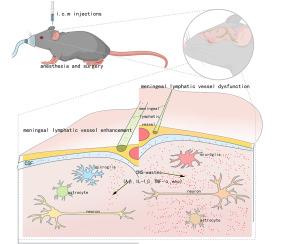 Enhanced meningeal lymphatic drainage alleviates cognitive dysfunction induced by anesthesia and surgery in aged mice