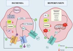 The role and behavior of voltage-gated calcium channels in ischemia/reperfusion