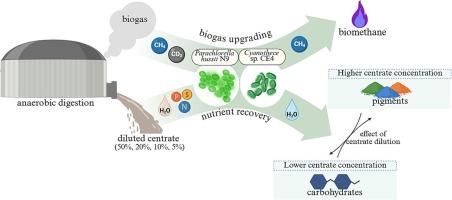 Digestate dilution shapes carbohydrate and pigment production during microalgal and cyanobacterial-based biogas upgrading