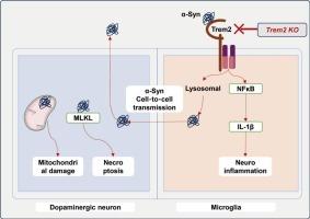 TREM2 mediates parkinsonism-like neurodegeneration in carbon disulfide-induced neurotoxicity