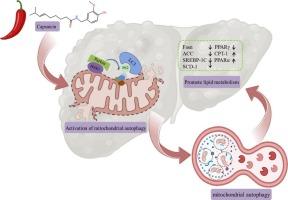 Capsaicin regulated lipid metabolism in HepG2 via mitochondrial autophagy PINK1/Parkin pathway