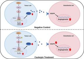 Caulerpin suppresses tumor-associated angiogenesis and tumor growth via Hippo signaling in cervical cancer