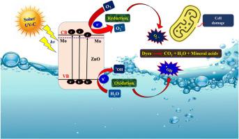 Molybdenum-doped ZnO nanomaterials: A dual-function powerhouse for enhanced photocatalysis and antibacterial performance