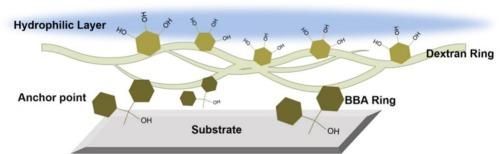 Fabrication of antifouling coatings through 4-benzoylbenzoic acid-mediated dextran grafting