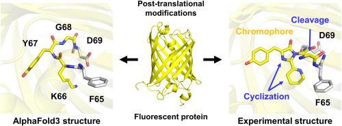 Evaluation of AlphaFold3 prediction for post-translational modification, oligomeric assembly, and quenchable metal binding of fluorescent proteins