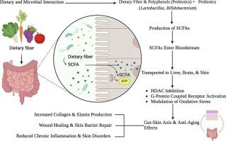 A review of short-Chain fatty acids in gut and skin: Possible implications in skin aging
