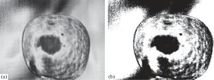 Nondestructive Detection of Mechanical Damages in Apples Using Pulsed Infrared Thermography
