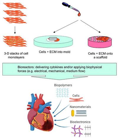 Recent Advances in Cardiac Tissue Engineering: Innovations and Future Directions
