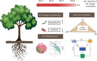 Co-occurrence networks dominated by rare and abundant fungal species influence the potential function of fungal communities in Eucalyptus urophylla plantations under successive planting